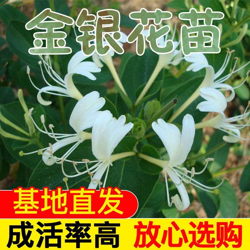 金银花红银花盆栽地栽南北方庭院户外可食用