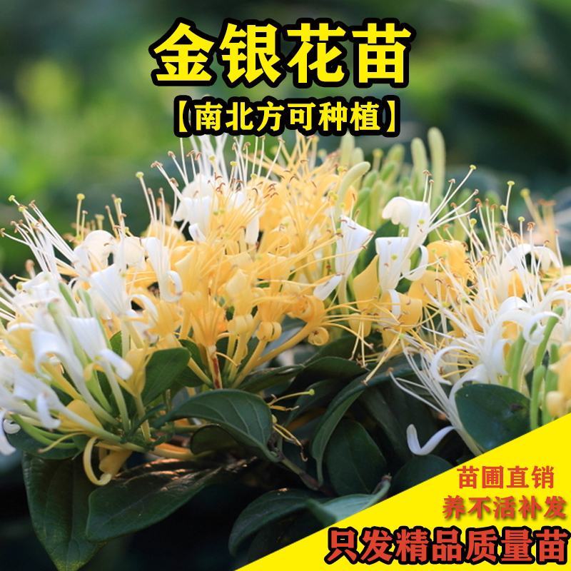 金银花红银花盆栽地栽南北方庭院户外可食用