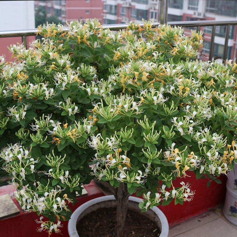 金银花红银花盆栽地栽南北方庭院户外可食用
