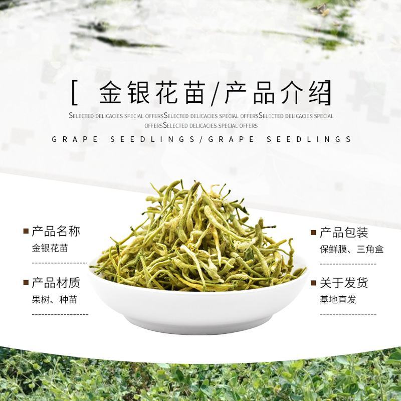 金银花红银花盆栽地栽南北方庭院户外可食用