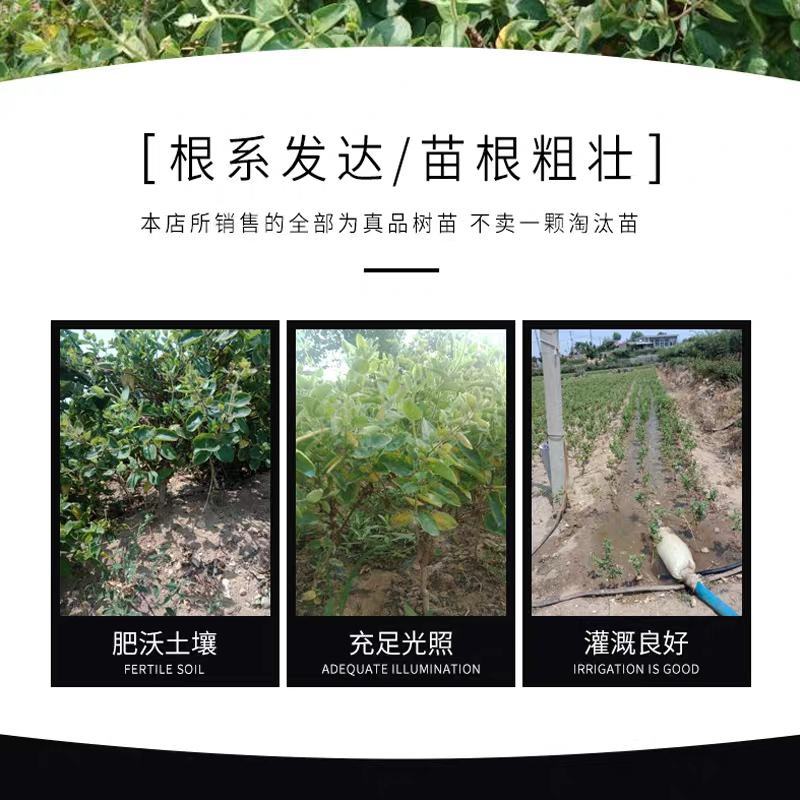 金银花红银花盆栽地栽南北方庭院户外可食用