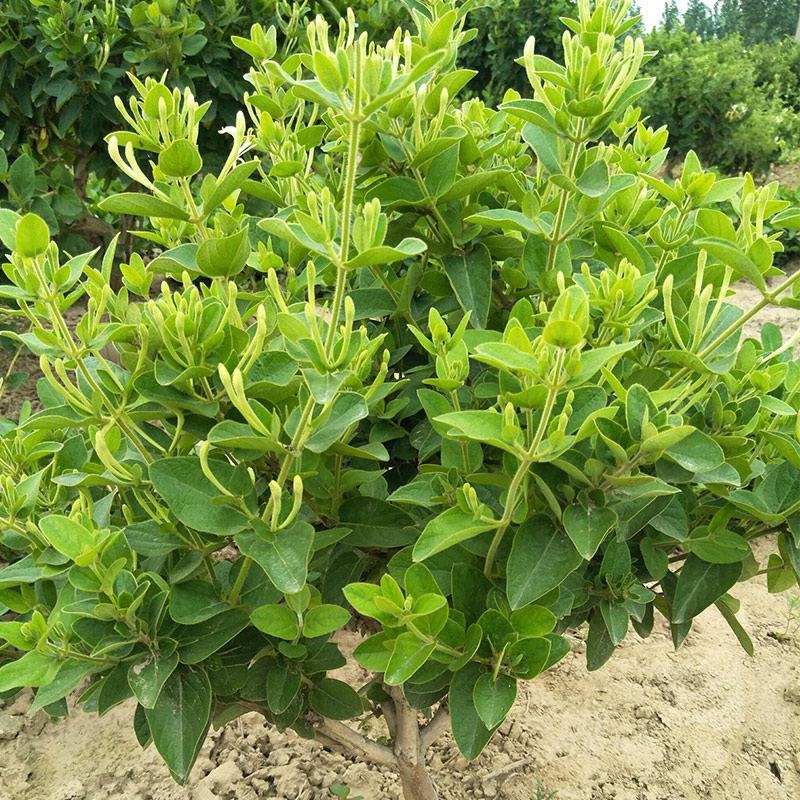 金银花红银花盆栽地栽南北方庭院户外可食用
