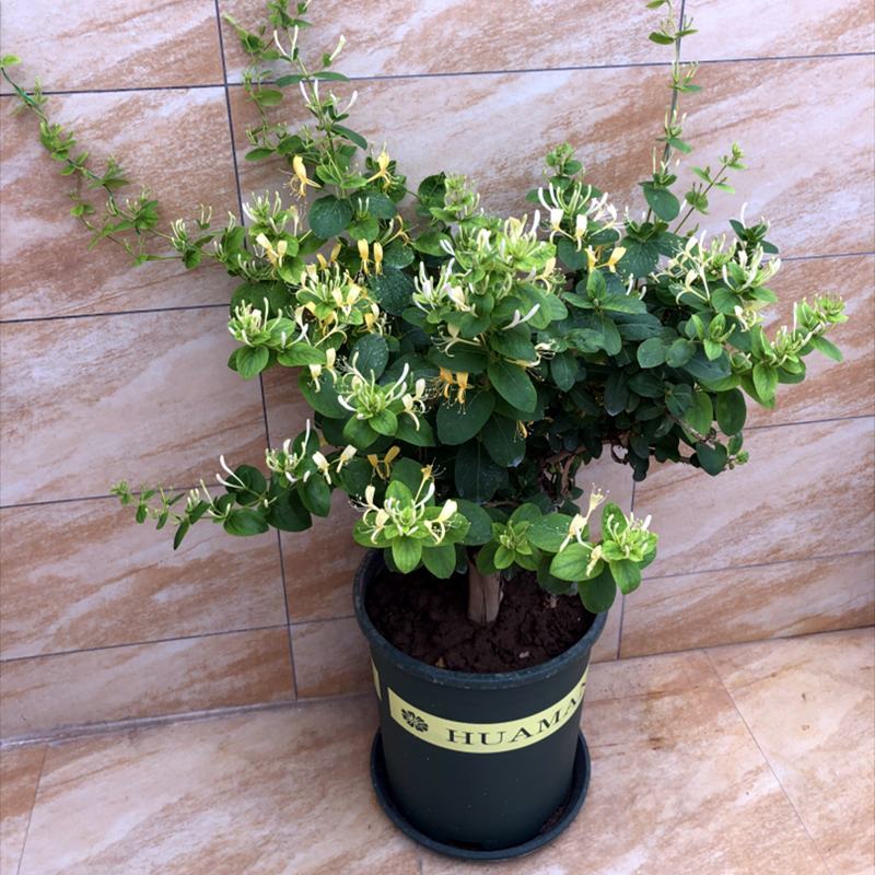 金银花红银花盆栽地栽南北方庭院户外可食用