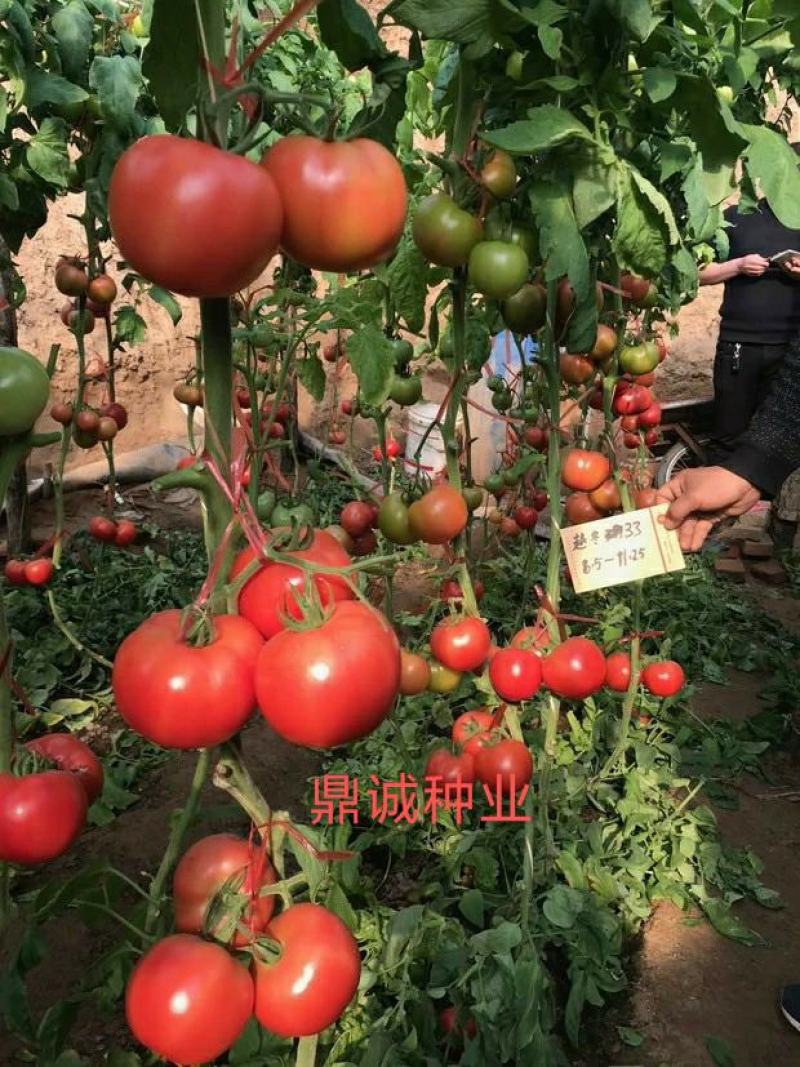 豫艺粉都33番茄多抗性大果型连续坐果能力强