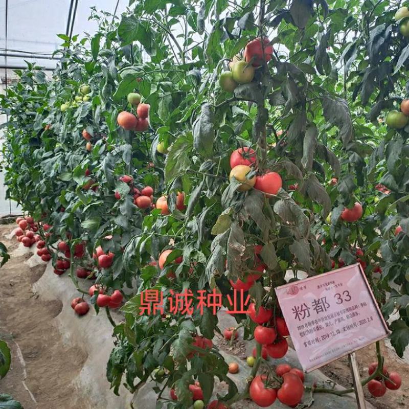 豫艺粉都33番茄多抗性大果型连续坐果能力强