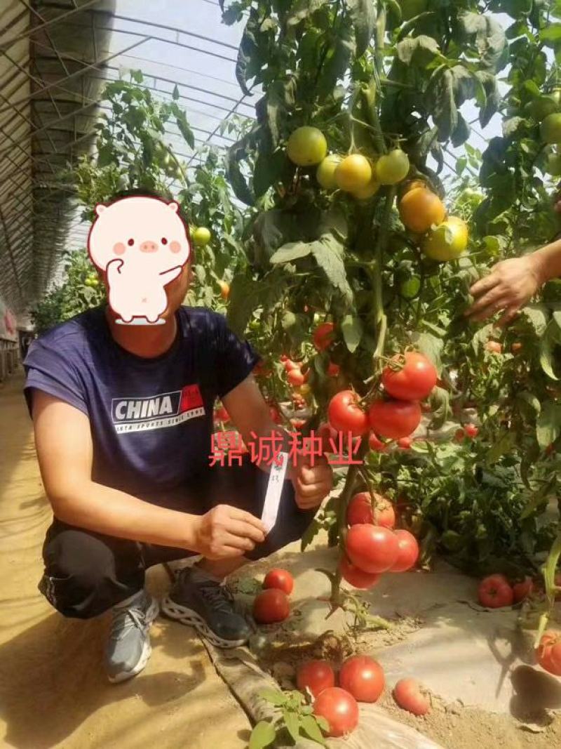 豫艺粉都33番茄多抗性大果型连续坐果能力强