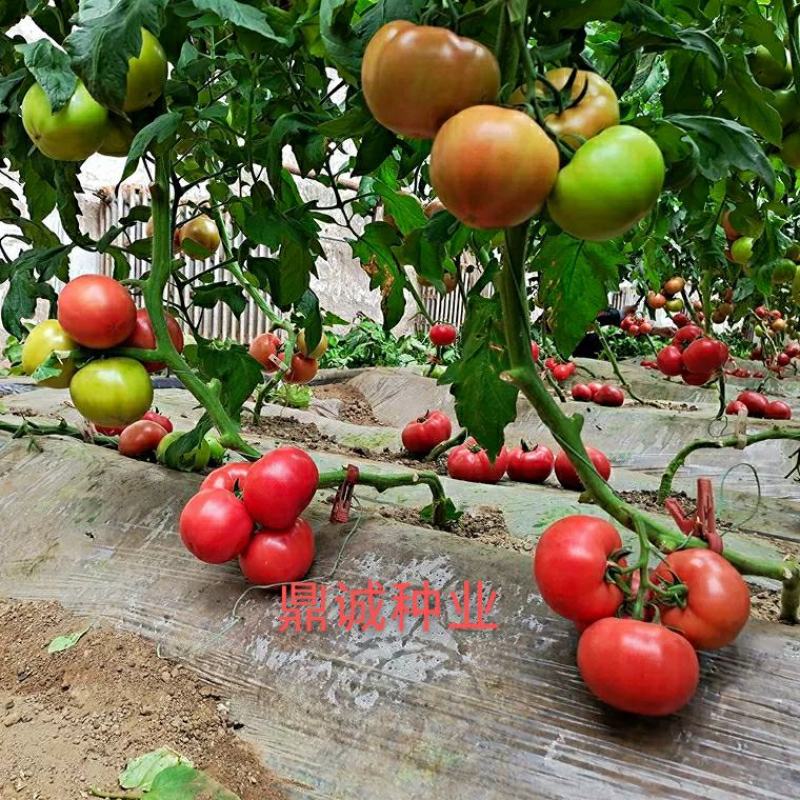 豫艺粉都33番茄多抗性大果型连续坐果能力强