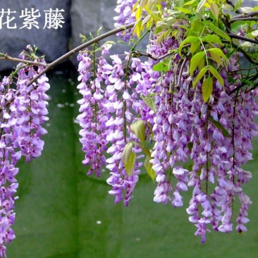 紫藤花美观大方适宜庭院阳台户外攀爬植物
