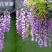 紫藤花美观大方适宜庭院阳台户外攀爬植物