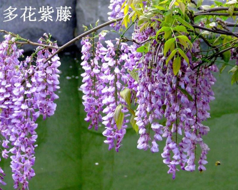 紫藤花美观大方适宜庭院阳台户外攀爬植物