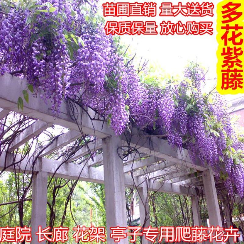 紫藤花美观大方适宜庭院阳台户外攀爬植物