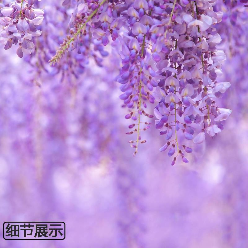 紫藤花美观大方适宜庭院阳台户外攀爬植物