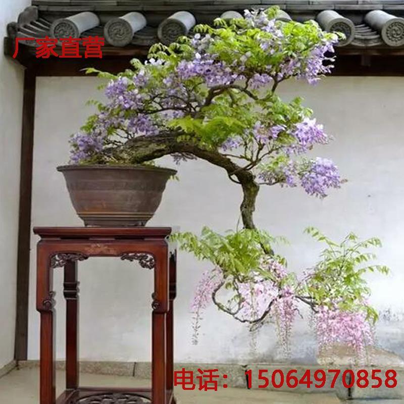 紫藤花美观大方适宜庭院阳台户外攀爬植物