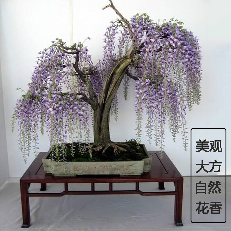 紫藤花美观大方适宜庭院阳台户外攀爬植物