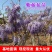 紫藤花美观大方适宜庭院阳台户外攀爬植物