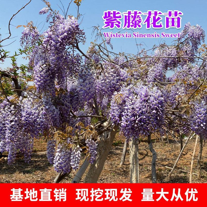 紫藤花美观大方适宜庭院阳台户外攀爬植物