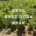 紫藤花美观大方适宜庭院阳台户外攀爬植物