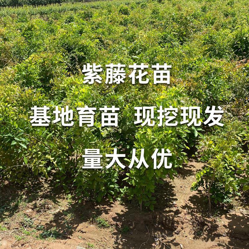 紫藤花美观大方适宜庭院阳台户外攀爬植物