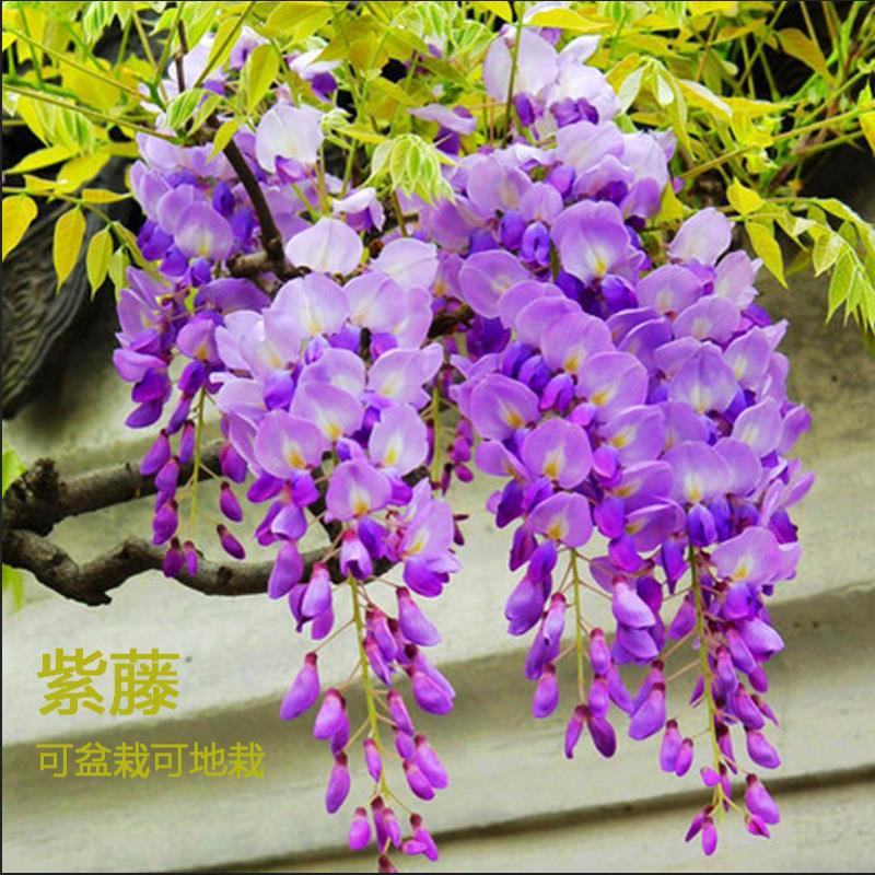 紫藤花美观大方适宜庭院阳台户外攀爬植物
