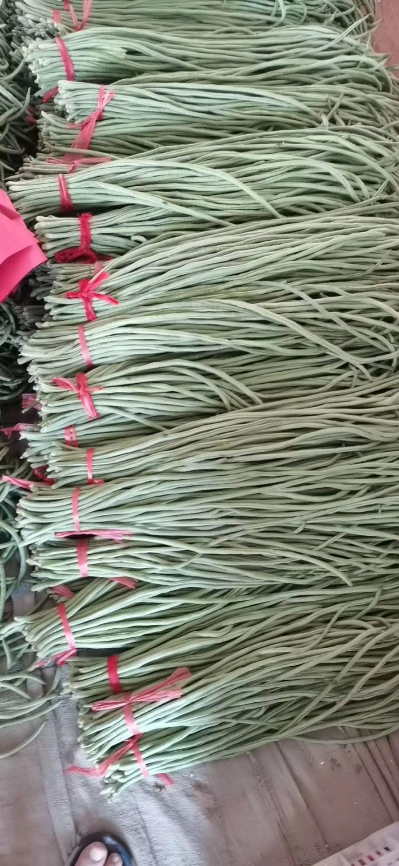 长豆角70厘米以上，专共市场，加工厂，超市。代收，代发
