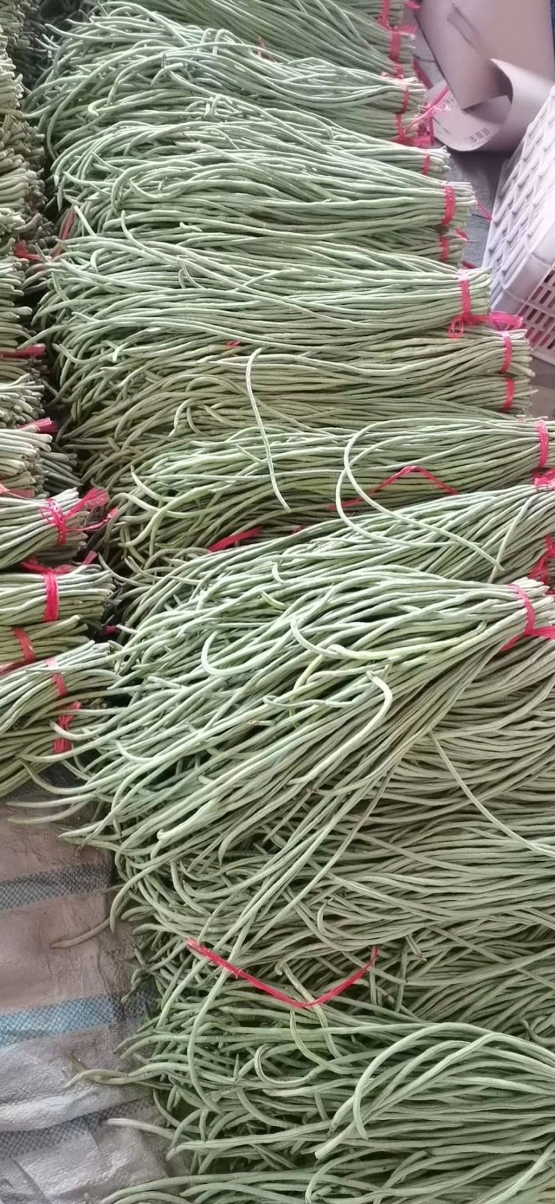 长豆角70厘米以上，专共市场，加工厂，超市。代收，代发