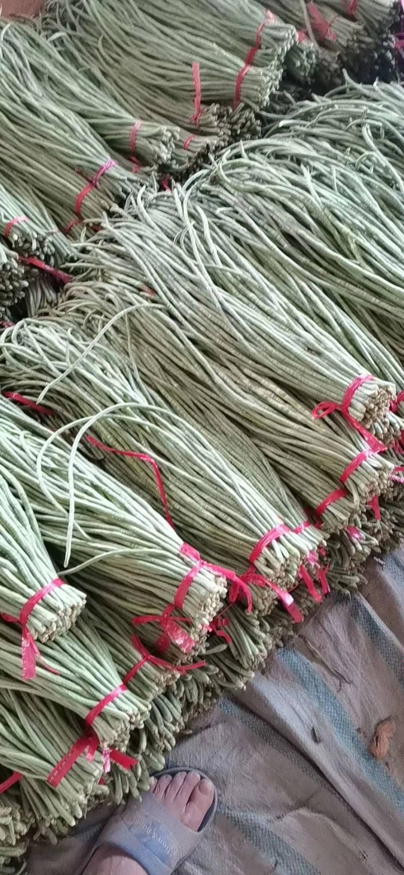 长豆角70厘米以上，专共市场，加工厂，超市。代收，代发