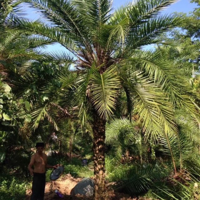 漳州老人葵精品批发价格福建老人葵种植基地批发直销