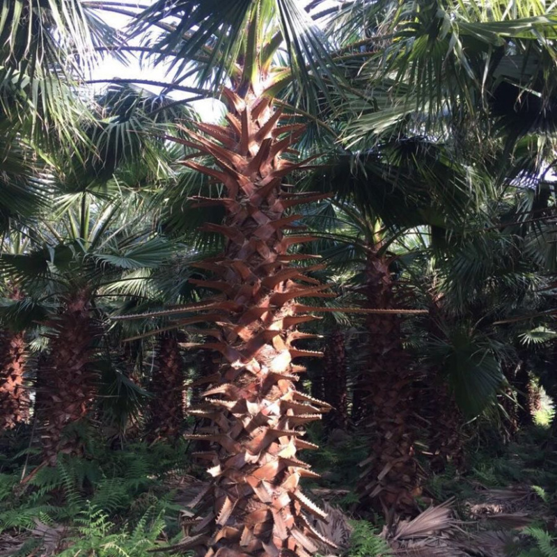 漳州老人葵精品批发价格福建老人葵种植基地批发直销
