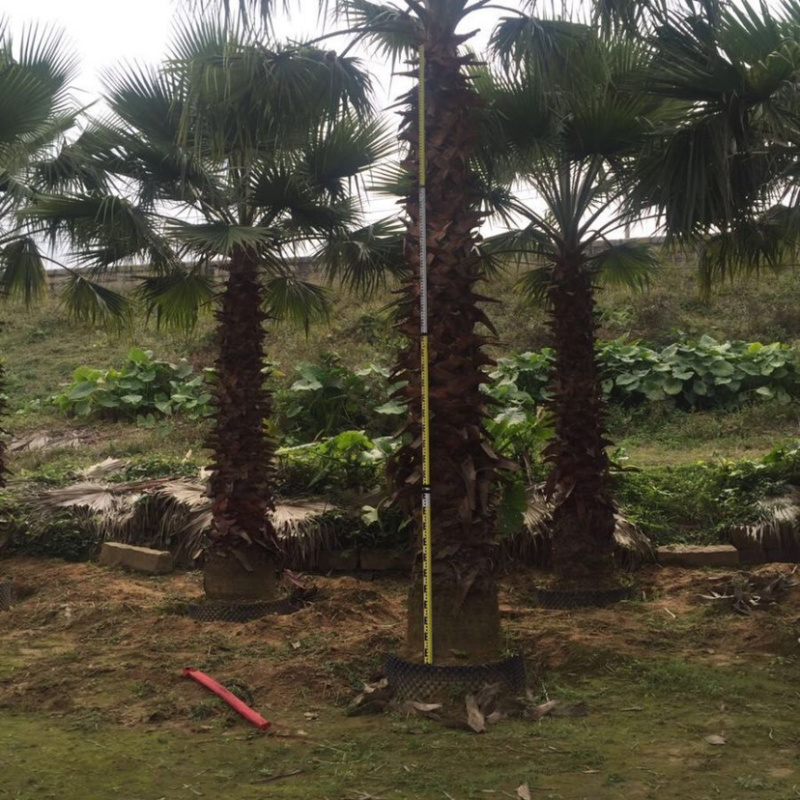 漳州老人葵精品批发价格福建老人葵种植基地批发直销