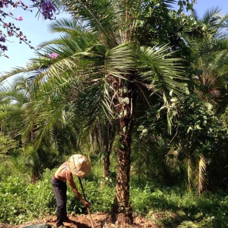 漳州老人葵精品批发价格福建老人葵种植基地批发直销
