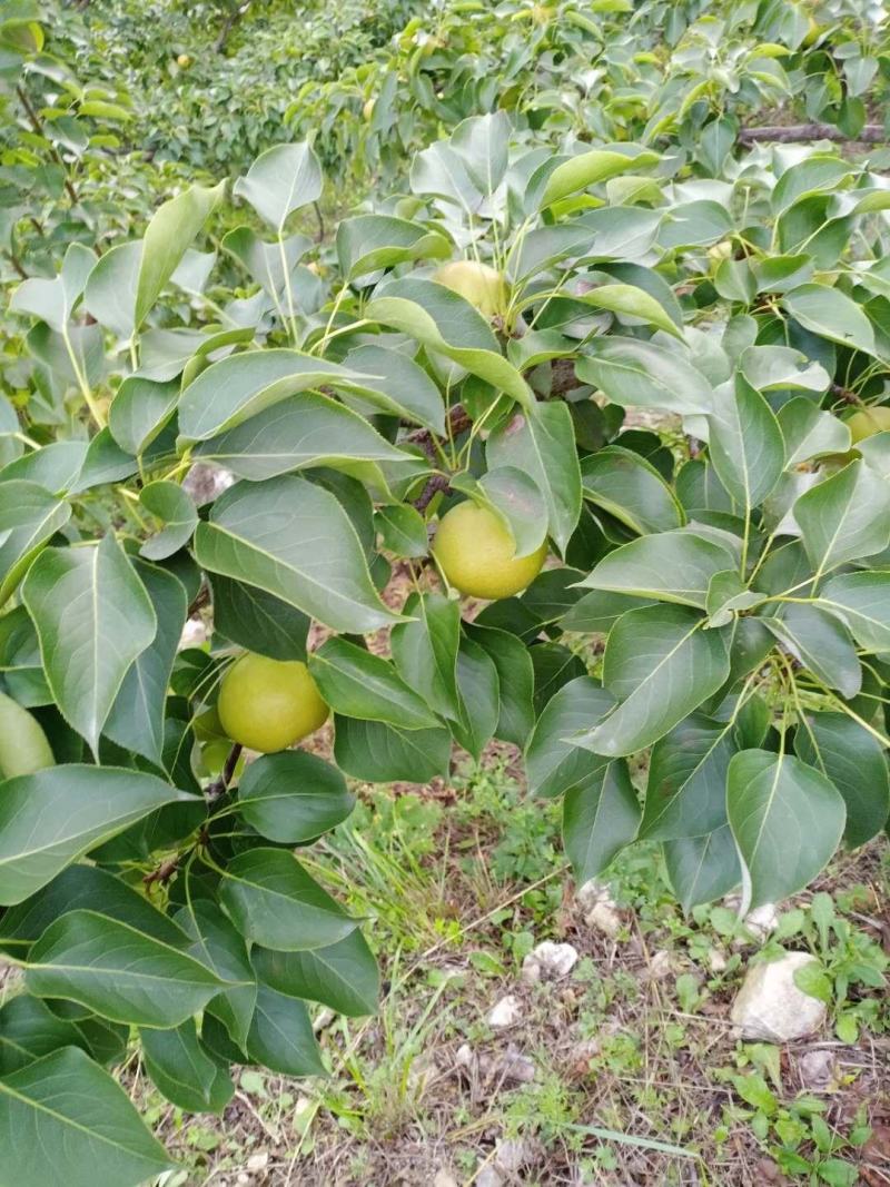 鞍山海城南果梨大量上市中
