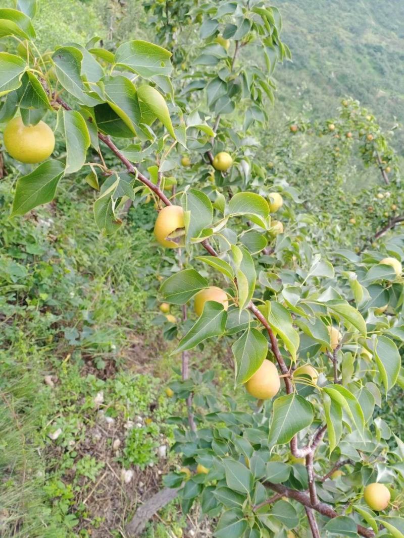 鞍山海城南果梨大量上市中