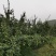 鞍山海城南果梨大量上市中
