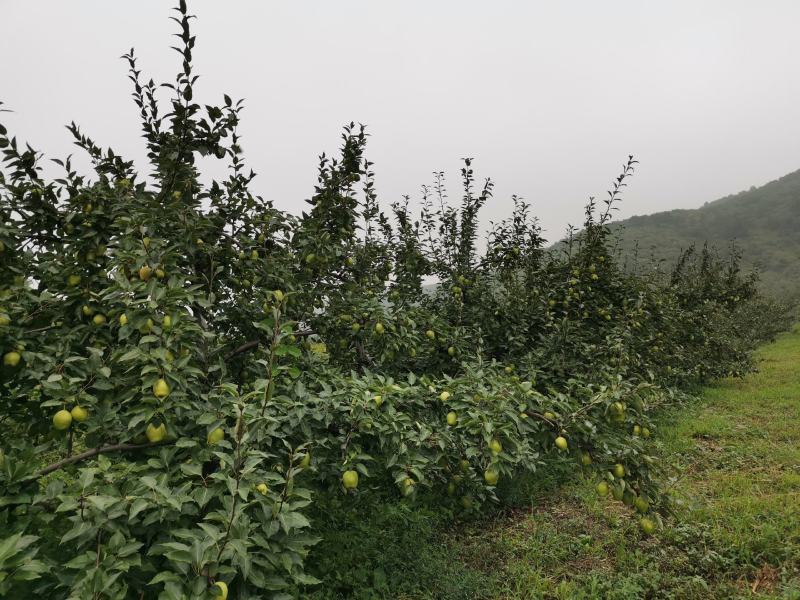 鞍山海城南果梨大量上市中
