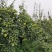 鞍山海城南果梨大量上市中
