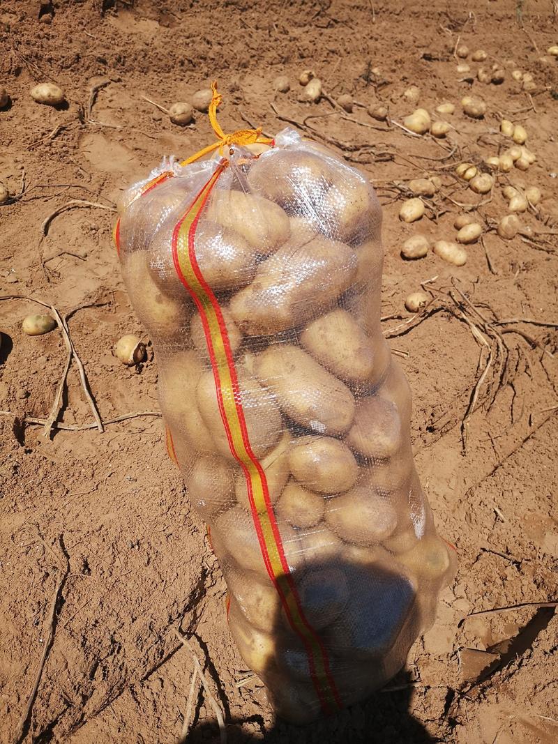 榆林纯沙地黄心V7土豆大量供应全国，薯型好，颜色亮，