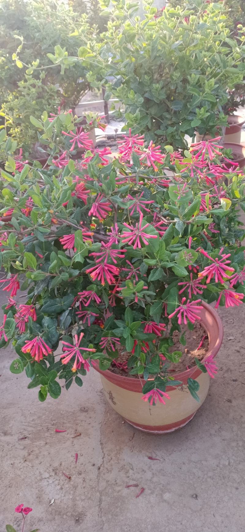 金银花红银花盆栽地栽南北方庭院户外可食用