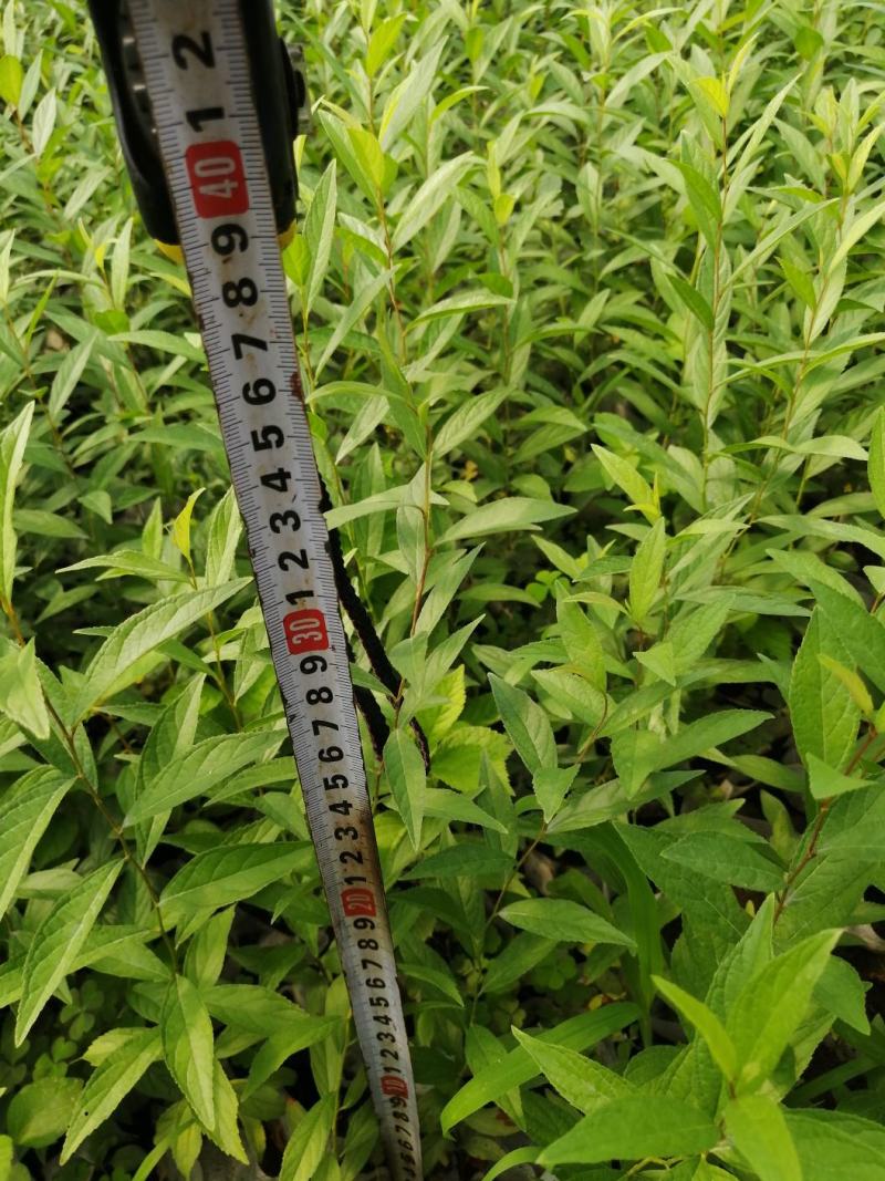 吉林精品钙果杯苗欧李杯苗基地直发品质保证一手货源
