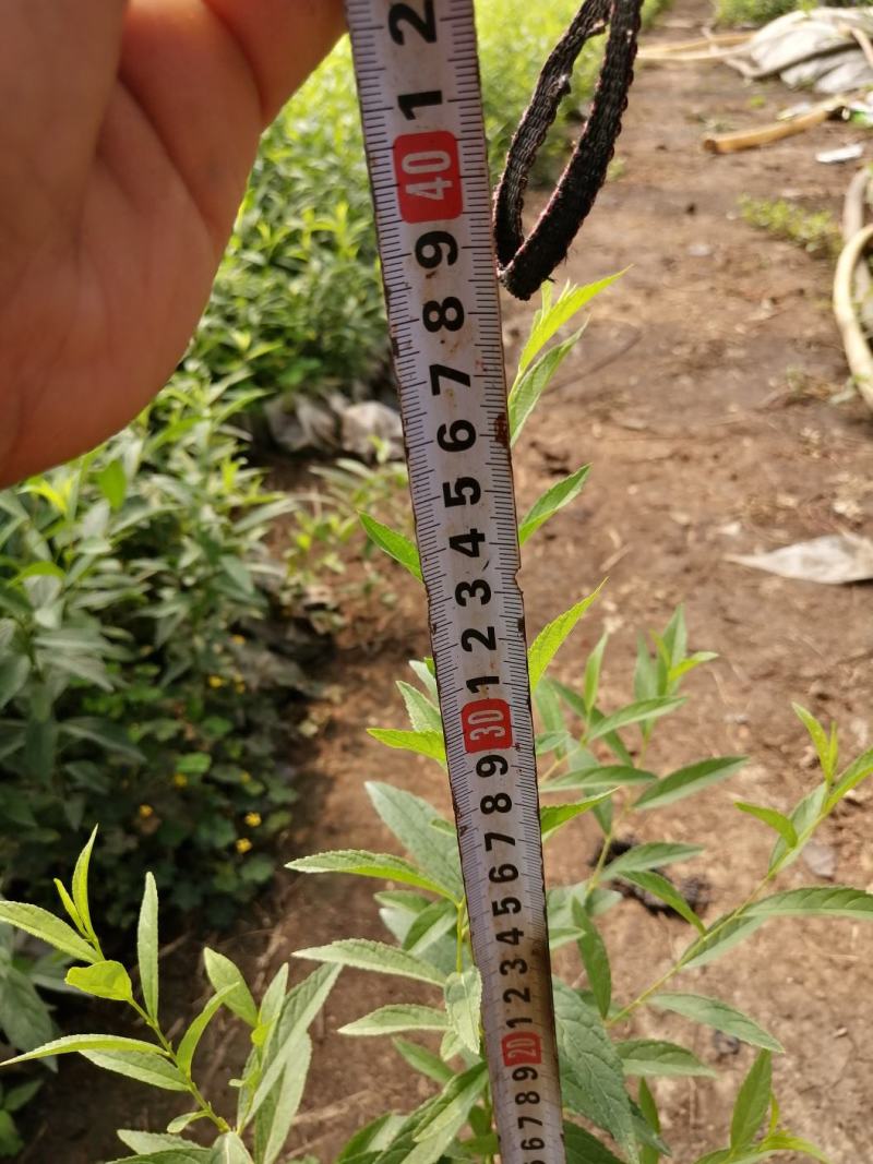 吉林精品钙果杯苗欧李杯苗基地直发品质保证一手货源