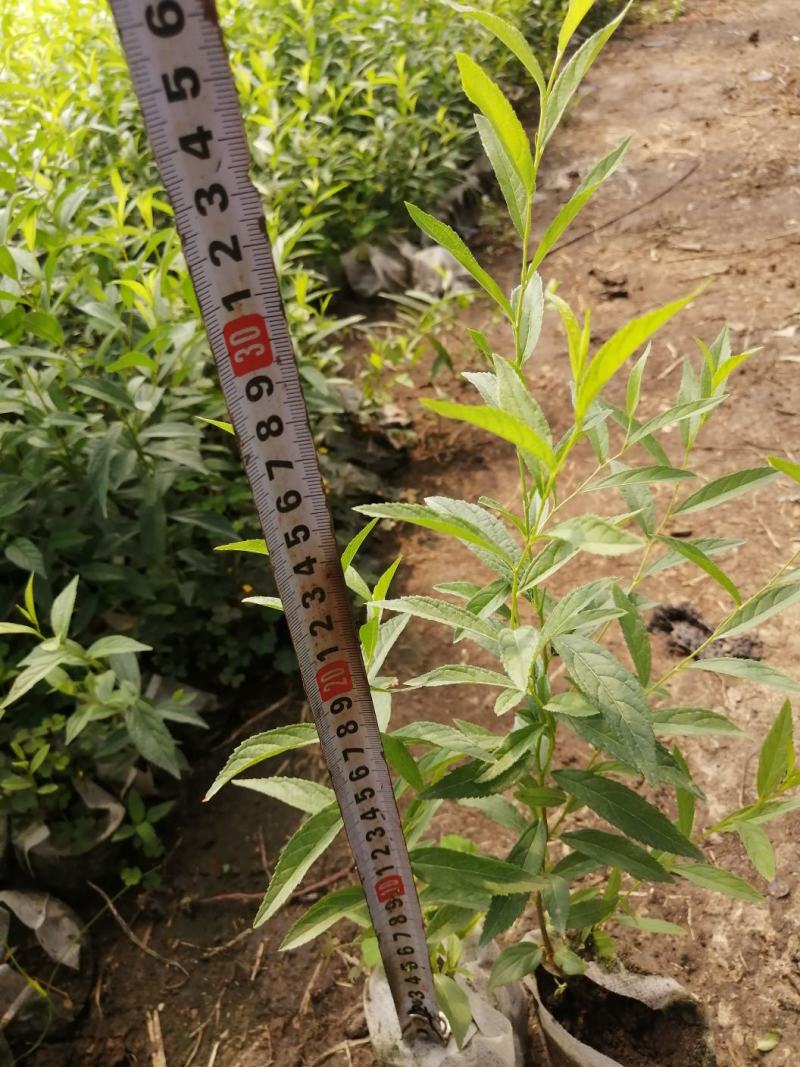 吉林精品钙果杯苗欧李杯苗基地直发品质保证一手货源