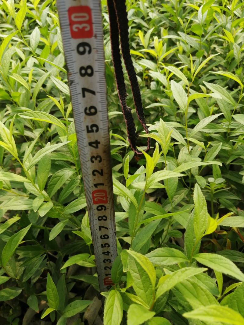 吉林精品钙果杯苗欧李杯苗基地直发品质保证一手货源