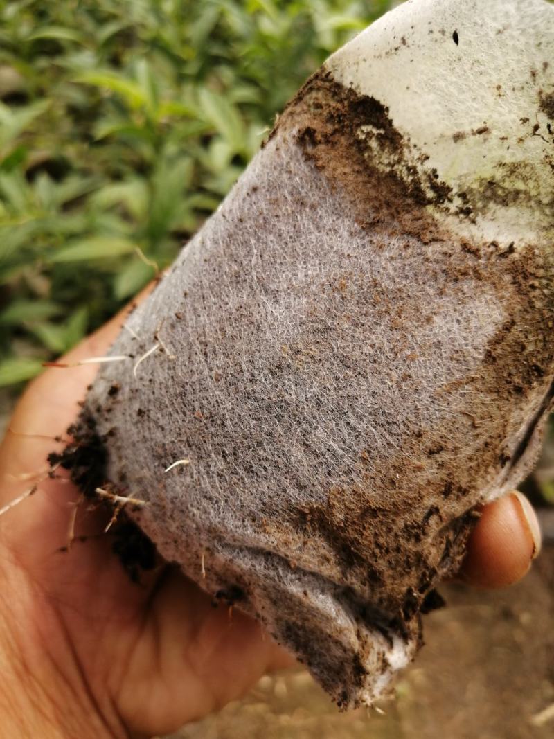 吉林精品钙果杯苗欧李杯苗基地直发品质保证一手货源