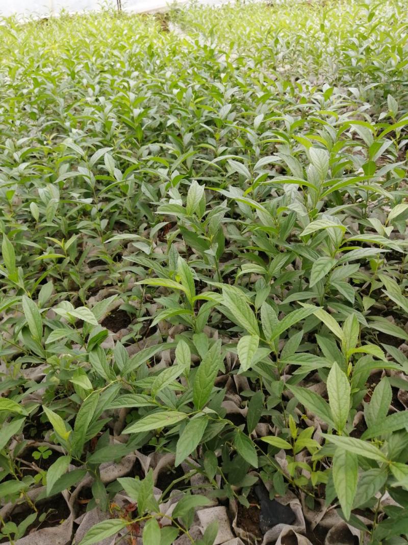 吉林精品钙果杯苗欧李杯苗基地直发品质保证一手货源