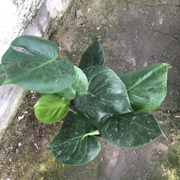 龟背竹花卉盆景基地直售一亩田线上交易资金安全有保证