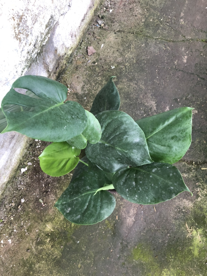 龟背竹花卉盆景基地直售一亩田线上交易资金安全有保证