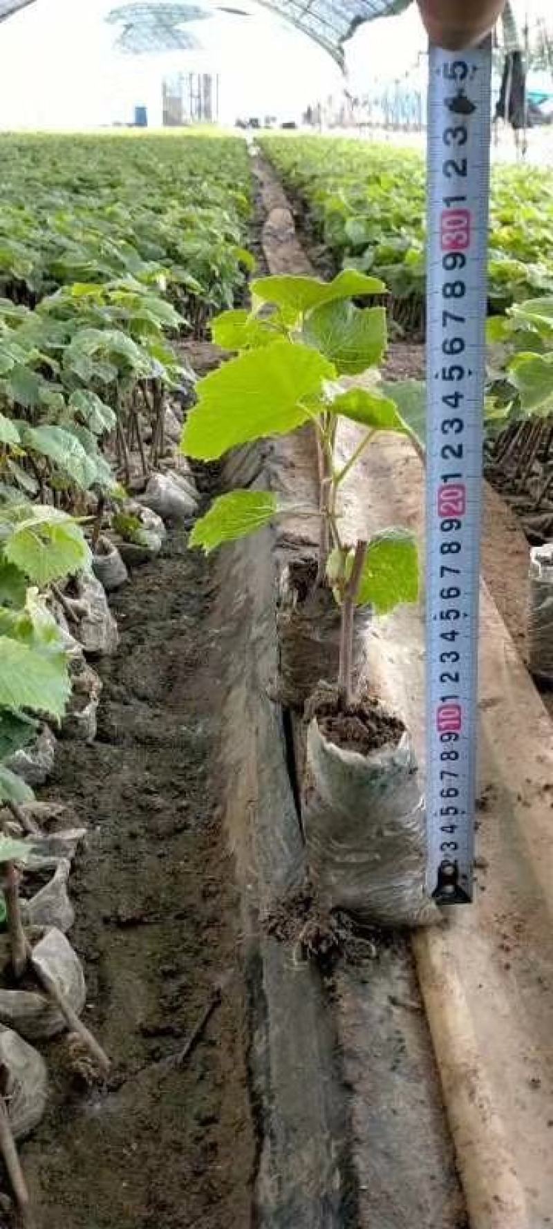 吉林精品贝达葡萄苗基地直发品质保证支持视频看货