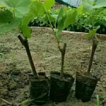 吉林精品贝达葡萄苗基地直发品质保证支持视频看货