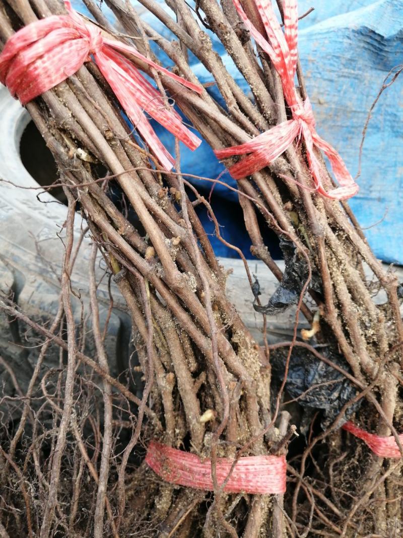 吉林精品贝达葡萄苗基地直发品质保证支持视频看货