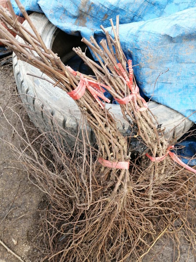 吉林精品贝达葡萄苗基地直发品质保证支持视频看货