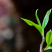 勐库那蕉藤条生态普洱茶